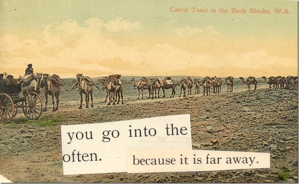 Camels