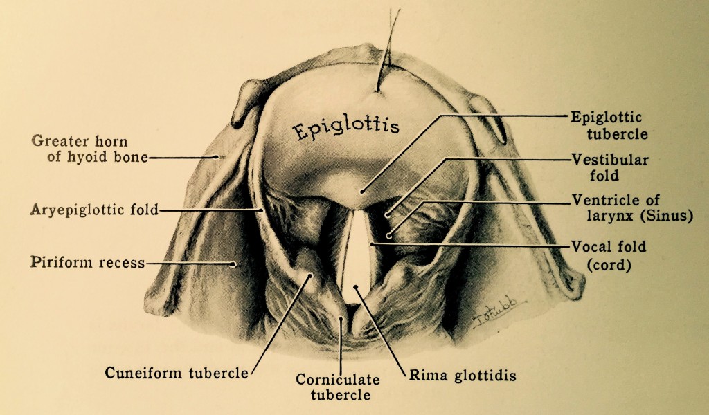 Epiglottis