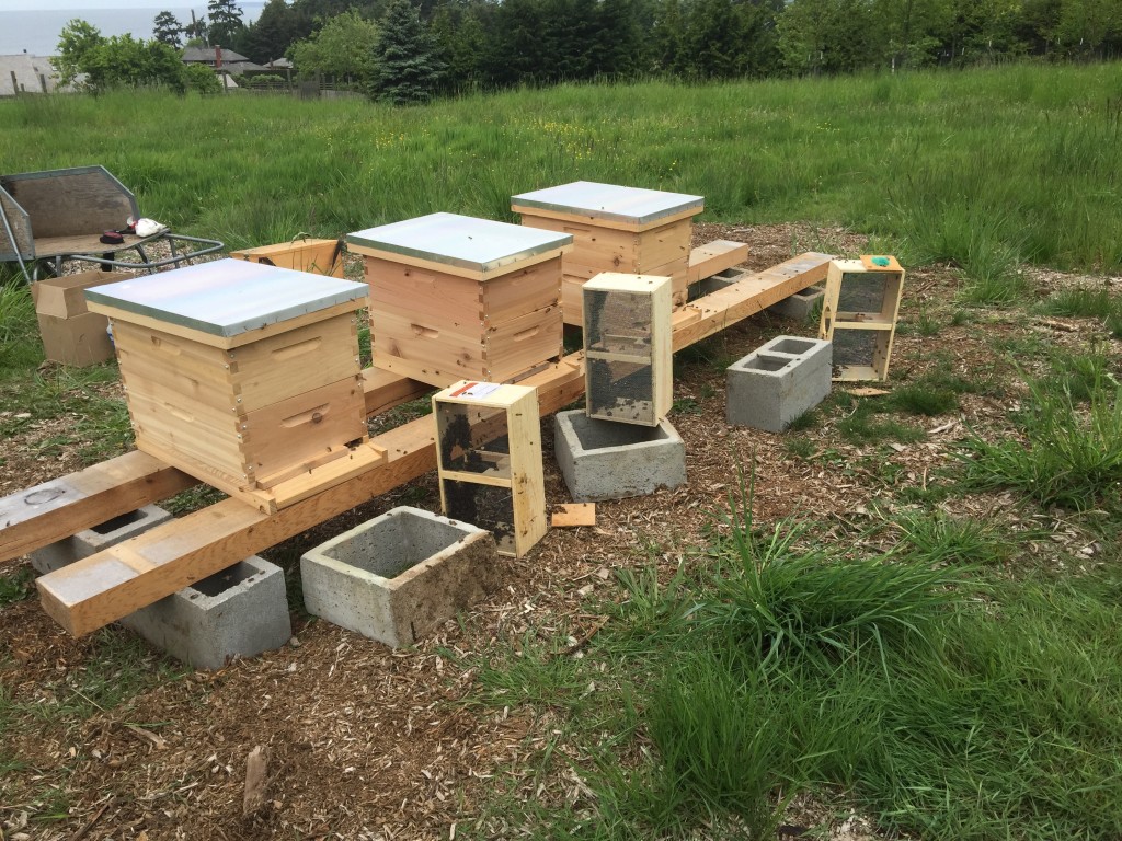 LangstrothHives