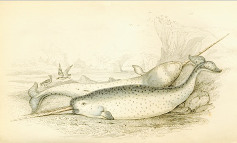 Narwhal