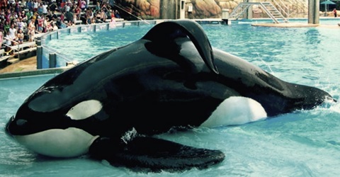 Tilikum's Flaccid Dorsal