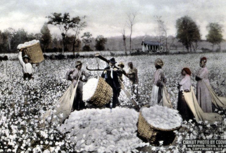 Genèse de Cotton — Wikipédia