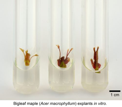 maple-in-vitro