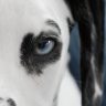 Out & Back: Blue Dog & Pancho